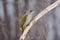 Grey-headed woodpecker sits on a branch, eaten by bark beetles,