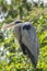 Grey heron