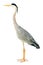 Grey heron