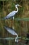 Grey heron