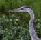 Grey Heron against green grass, South Africa