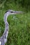 Grey Heron against green grass, South Africa