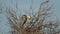 Grey heron, aquatic birds on nest tree, animal behavior in the nature tree habitat, western Europe, wildlife scene,nesting birds