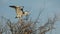 Grey heron, aquatic birds on nest tree, animal behavior in the nature tree habitat, western Europe, wildlife scene,nesting birds