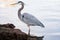 Grey heron (Ardea cinerea)