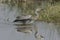 Grey heron Ardea cinerea eating a large fish in lake.
