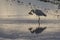 Grey heron ardea cinerea fishing in a rice field in a tilling day at sunset in Albufera of Valencia