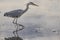 Grey heron ardea cinerea fishing in a rice field in a tilling day at sunset in Albufera of Valencia