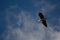 Grey heron Ardea cinerea in flight.