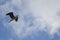 Grey heron Ardea cinerea in flight.