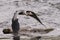 Grey heron Ardea cinerea in flight over river