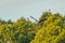 Grey Heron (Ardea cinerea) in flight past some large trees, taken in UK