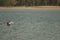 Grey heron Ardea cinerea flying over the Senegal River.