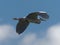 Grey Heron Ardea cinerea flying overhead against a blue sky at Daisy Nook in Manchester, United Kingdom