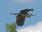 Grey Heron Ardea cinerea flying overhead against a blue sky at Daisy Nook in Manchester, United Kingdom