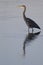 A grey heron Ardea cinerea foraging with reflection in the morning in calm blue water.