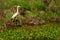 Grey heron Ardea cinerea on green grass backgound.