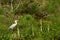 Grey heron Ardea cinerea on green grass backgound.