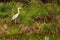 Grey heron Ardea cinerea on green grass backgound.