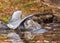 Grey heron, ardea cinerea hunting in the pond.