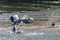 Grey heron Ardea cinerea making a splash and coming into land