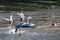 Grey heron Ardea cinerea making a splash and coming into land