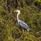 Grey heron, Ardea cinerea, a massive gray bird searching for fish
