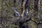 Grey heron, Ardea cinerea, a massive gray bird searching for fish