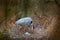 Grey heron, Ardea cinerea, in nest with five eggs, nesting time. Wildlife animal scene from nature. Spring nesting time with bird