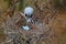 Grey heron, Ardea cinerea, in nest with four eggs, nesting time