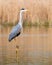 Grey Heron - Ardea cinerea perched on a narrow post.