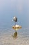 Grey heron, Ardea cinerea, perched on a stone and ready to pounce on any passing fish in the lake. Amboseli National Park, Kenya