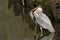 Grey Heron Ardea cinerea with a pike that it has just speared and is going to eat.