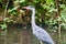 Grey Heron (Ardea cinerea) posing