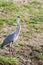 Grey heron, ardea cinerea, at shore in Danube Delta
