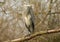 A Grey Heron Ardea cinerea sitting on a branch high in a tree.