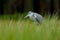 Grey Heron, Ardea cinerea, sitting in the green marsh grass, forest in the background