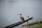 Grey Heron -Ardea cinerea standing in the lake looking for food.