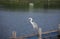 Grey Heron -Ardea cinerea standing in the lake looking for food.