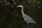 Grey Heron / Ardea cinerea wading in river hunting for fish with foliage lining the bank