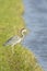 Grey heron, Ardea cinerea, waterfowl hunting in wetland