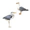 Grey Heron, Ardea Cinerea, white bird seagull