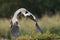 Grey Heron Ardea start flying