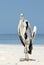 Grey Heron on Beach