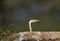 A grey heron behind a rock at Bhigwan bird sanctuary, India