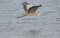 Grey heron bird flying