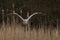 Grey heron bird soaring close to tall grass and trees