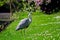 Grey heron bird standing on the grass