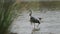 Grey Heron Bird Walking Through Calm Peaceful Lake in Behind Tall Green Lakeside Grass. Birds Swimmi