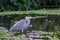 Grey heron bird walking in water surrounded by floating lillies